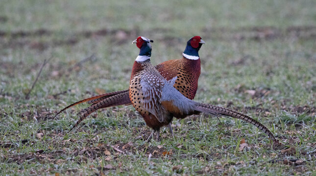 Pheasants In The Wild