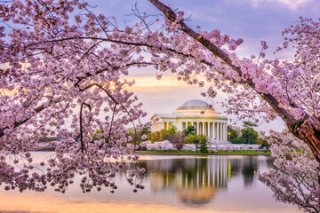 Obraz premium Washington DC, USA at the Jefferson Memorial