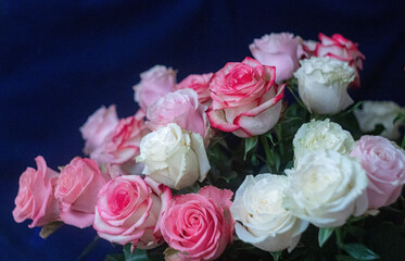 Macro. Rose close-up. Pink and white flowers