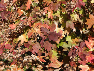 (Hydrangea quercifolia) Eichen-Hortensie Laub aus des Nähe. Runzelig Oberseite. Mehr oder weniger dicht weißlich-filzig behaart Unterseite, Dunkelgrun im sommer, orange, rot bis rotbraun im Herbst