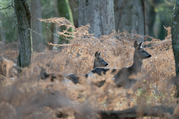 deer in the forest
