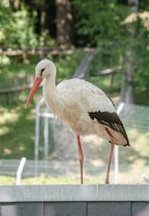 Ein Storch im Park