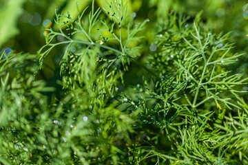 Dew drops on dill closeup