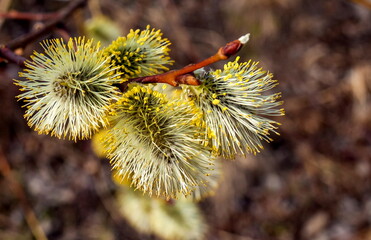 Young shoot of a willow closeup in spring