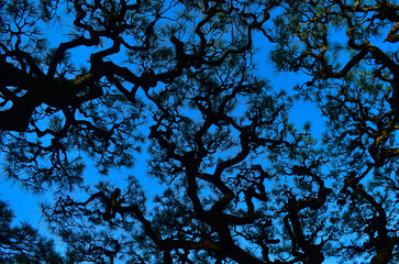 tree branches against blue sky