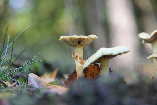 Closeup shot of wild anemoon mushrooms in a forest