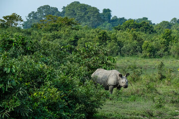 Naklejka premium Rhino in Kaziranga National Park in the state of Assam, India.