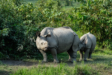 Obraz premium Rhinos in Kaziranga National Park in the state of Assam, India.