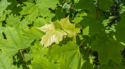 Green leaves of canadian maple close up on branches in summer