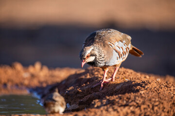  red-legged partridge (Alectoris rufa)