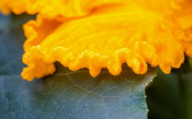 Fototapeta na wymiar Part of a pumpkin flower and leaf close-up in summer