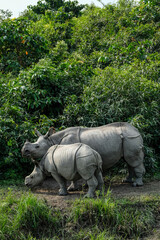 Rhinos in Kaziranga National Park in the state of Assam, India. © Oscar Espinosa