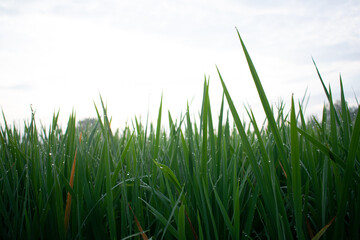green grass and blue sky