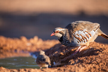  red-legged partridge (Alectoris rufa)