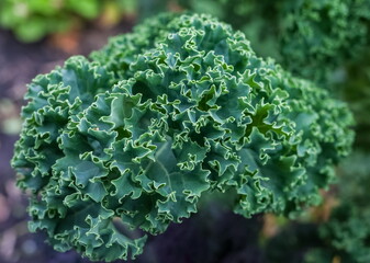 Green cauliflower leaves closeup in autumn