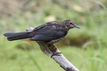 Female blackbird sitting on a branch in a clearing