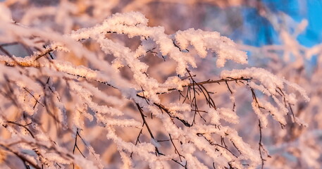 Branches birch with snow illuminated by the light of the setting sun close up in winter