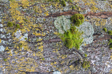 Macro tree bark with lichen texture.