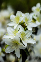 Vertical shot of swamp azalea flowers in a garden under the sunlight with a blurry background