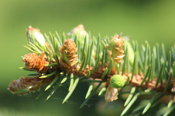 firs and fir trees with cones and needles