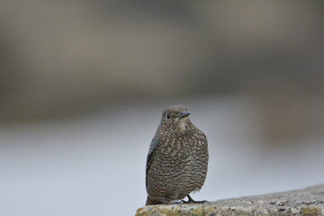 海岸にいるイソヒヨドリ（メス鳥）