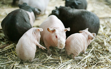 Hairless Guinea Pig With Baby