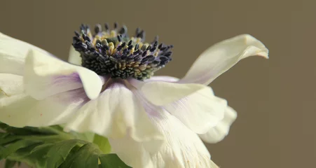 Foto op Plexiglas Close-up shot van een mooie anemoon bloem © Leoni Groeneboer/Wirestock