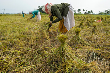 Naklejka na ściany i meble Majuli Island, India - November 2020: Women harvesting the rice crop in Majuli Island on November 19, 2020 in Assam, India.