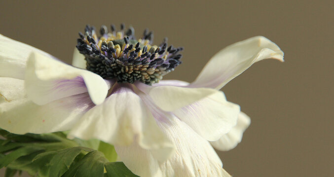 Closeup shot of a beautiful anemoon flower