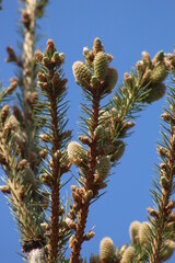 firs and fir trees with cones and needles