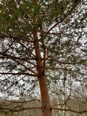 tree in the park