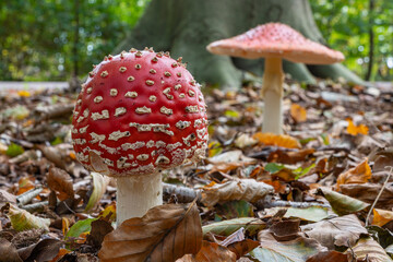 A young Fly Agaric (Amanita muscaria) and behind it an older specimen in the park De Horsten in Wassenaar