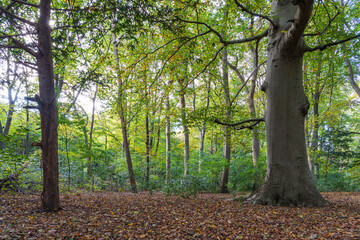In autumn the trees get beautiful colors in the park De Horsten in Wassenaar