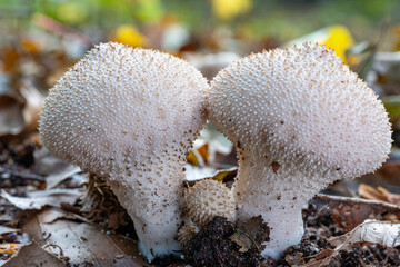 The pearl puffer (Lycoperdon perlatum) in the park De Horsten in Wassenaar