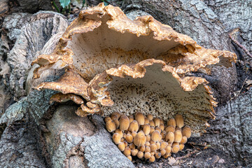 This Bleke borstelkurkzwam (Coriolopsis trogii) hangs like a shelter above a group of Glimmerinktzwammen (Coprinellus truncorum) on a dead tree stump in the park De Horsten in Wassenaar