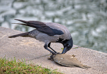 Crow