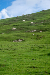 Sheep grazing on typical Derbyshire Hill