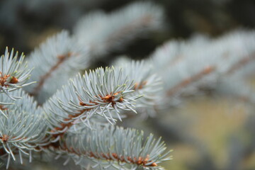 firs and fir trees with cones and needles