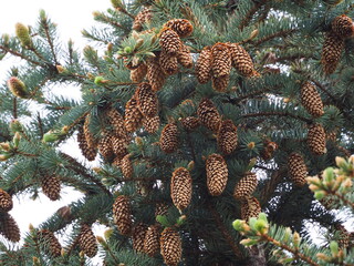 firs and fir trees with cones and needles