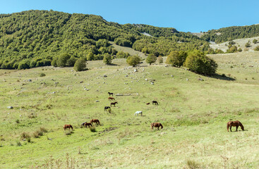 horses pasturing at Godi pass, Abruzzo, Italy
