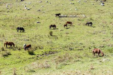 horses pasturing on green meadow near Godi pass, Abruzzo, Italy
