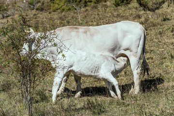 white calf feeding at white cow udder on green grass, near Pescasseroli, Abruzzo, Italy