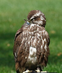 Beautiful eagle in a park
