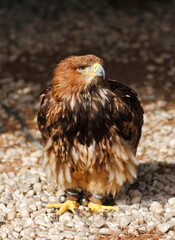 Beautiful eagle in a park