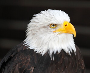 Beautiful eagle in a park