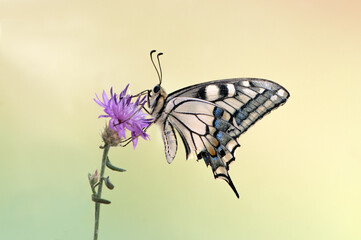Wonderful butterfly Papilio machaon  spread its wings on a summer day on a pink field flower