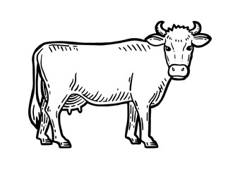 Farm animal. Cow sketch. Hand drawn. Vintage style. Black and white vector illustration isolated on white background.