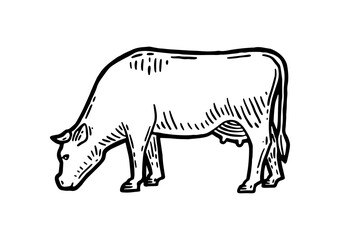Farm animal. Cow sketch. Hand drawn. Vintage style. Black and white vector illustration isolated on white background.