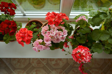 variety of geranium pots isolated on white