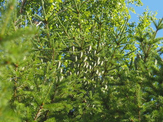 firs and fir trees with cones and needles
